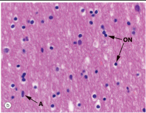 <p>1 cell creates Myelin sheath for multiple axons or axon segments</p>