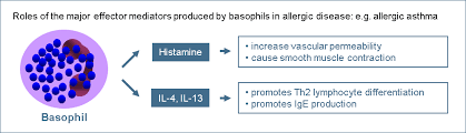 <p>What do basophils release?</p>