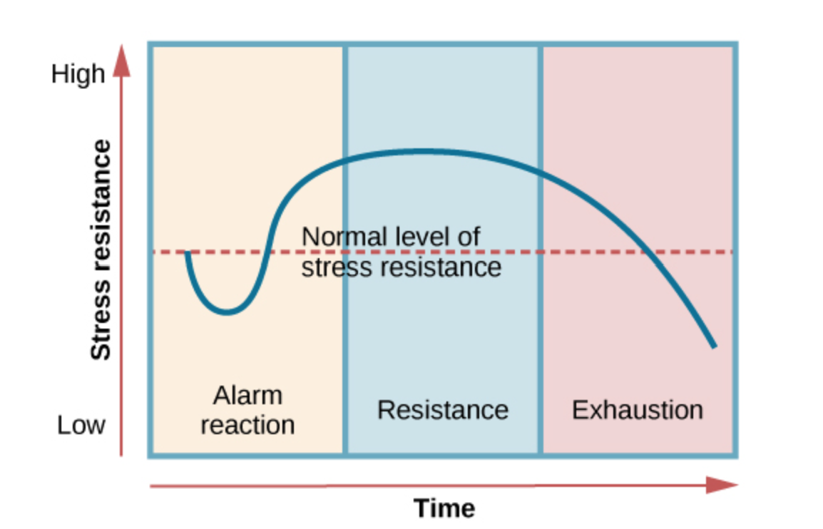 <ul><li><p><strong>Alarm reaction:</strong> Immediate response to a stressor; activates the <strong>fight-or-flight response</strong>.</p></li><li><p><strong>Resistance:</strong> The body <strong>adapts</strong> to the stressor and remains on alert, but physiological responses are less intense.</p></li><li><p><strong>Exhaustion:</strong> Prolonged stress <strong>depletes the body's resources</strong>, reducing its ability to cope and increasing the risk of <strong>illness, disease, permanent damage, or death</strong>.</p></li></ul><p></p>