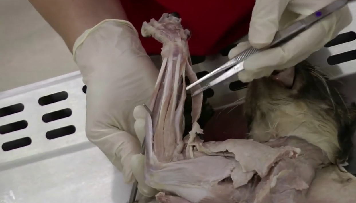 <p>extensors of the digits</p><p></p><p>in the middle of the dorsal plane of front leg</p>