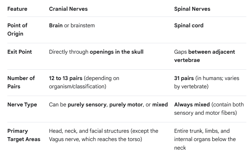 <p>are the 2 primary divisions of peripheral nervous system</p><p></p>