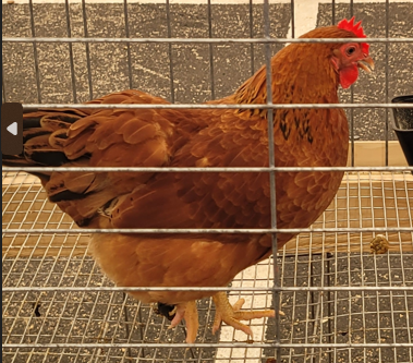 <p>What type of hen is this?</p>