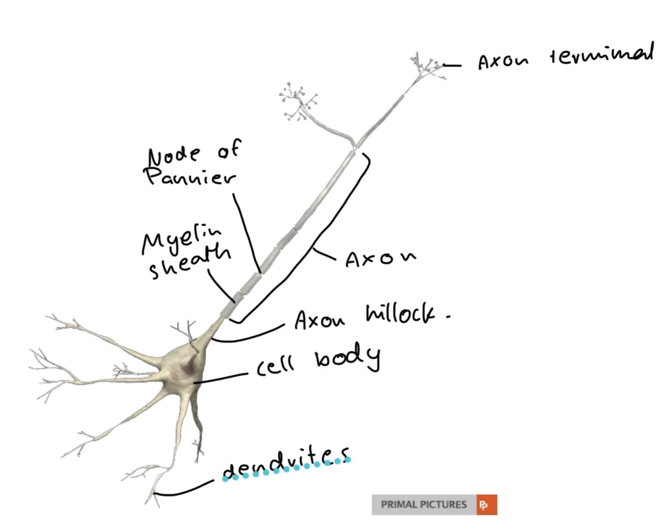 <p><strong>Dendrites </strong>- collect info from other neurons</p><p><strong>Cell body/Soma</strong> - produces essential proteins and integrates incoming signals</p><p><strong>Axon hillock -</strong> acts as the neural integration and trigger zone, summing incoming excitatory and inhibitory signals and initiating an all-or-none action potential if the electrical threshold is reached</p><p><strong>Axon</strong> - transmit electrical impulses away from the neuron's cell body to other cells</p><p><strong>Axon terminals </strong>- convert electrical signals into chemical messages and release them to communicate with other cells</p><p></p><p></p>