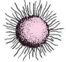 <p>Type of form you can see colonies as</p>
