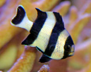 <p>Humbugs= black/white stripes &amp; Domino’s= white spots</p>