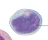 <p>What formed elements of blood is this</p>