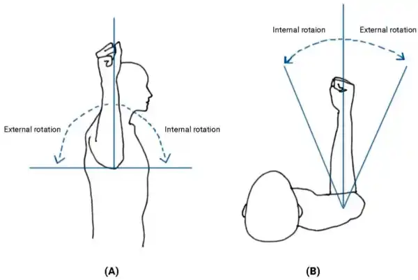 <p>Internal and external rotation.</p>