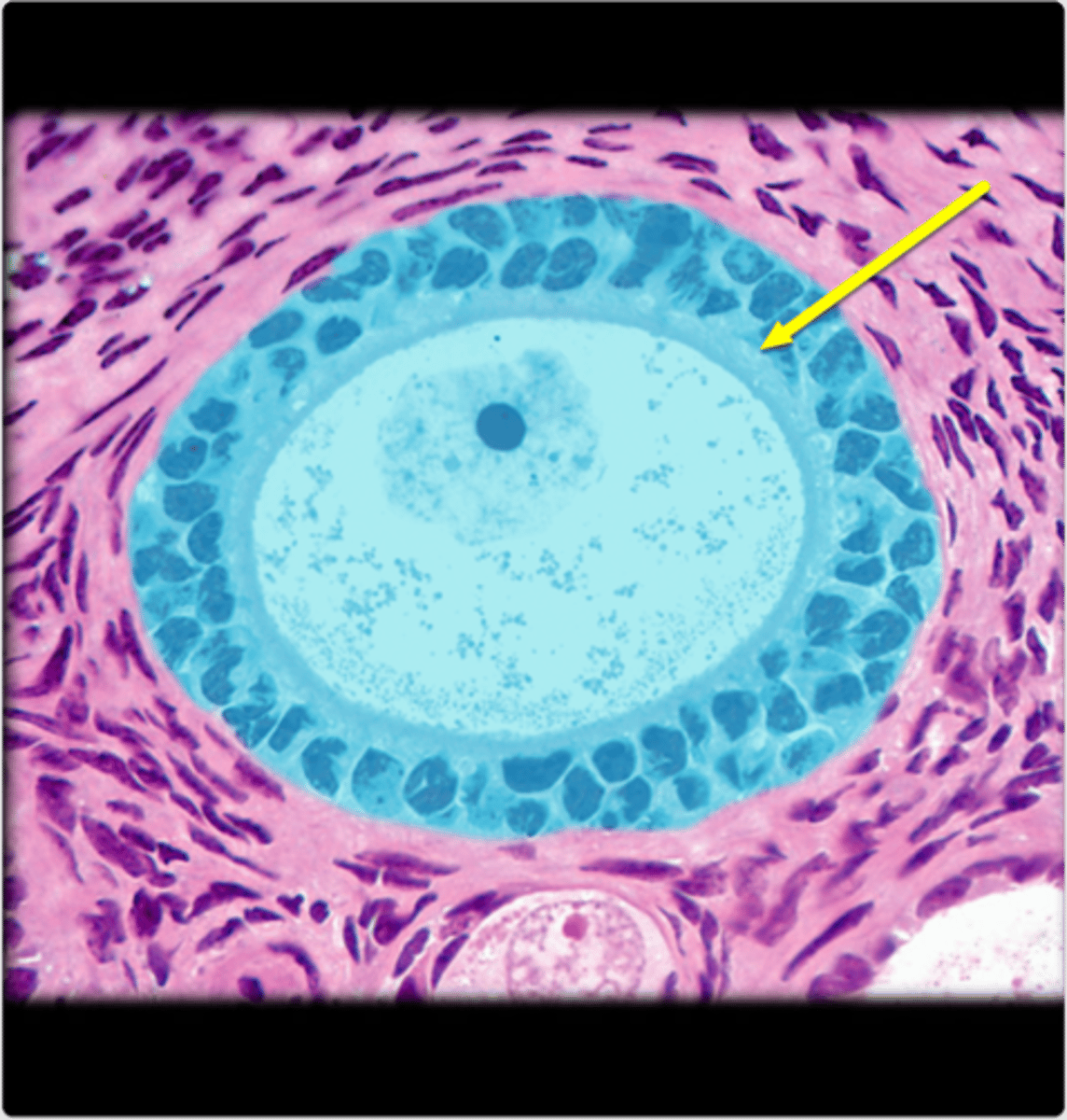 <p>(2) granulosa cell layer only 1-2 cells thick</p>