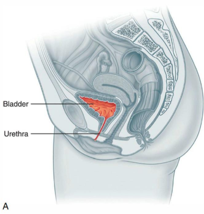 <ul><li><p>Between labia minora</p></li><li><p>Anterior to vaginal opening</p></li></ul><p></p>