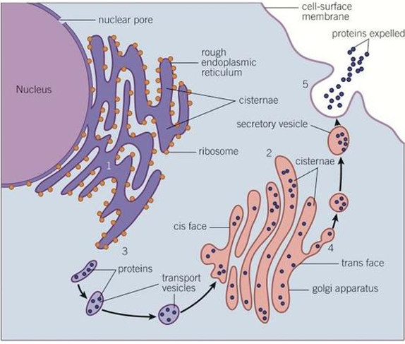 <p>Proteins are synthesised on the ribosomes bound to the endoplasmic reticulum (1)</p><p style="text-align: center;">They then passed into its cisternae and are packaged into transport vesicles (2).</p><p style="text-align: center;">Vesicles containing the newly synthesised proteins move towards the Golgi apparatus via the transport function of the cytoskeleton (3).</p><p style="text-align: center;">The vesicles fuse with the cis face of the Golgi apparatus and the proteins enter.</p><p style="text-align: center;">The proteins are structurally modified before leaving the Golgi apparatus in vesicles from its trans face (4).</p><p style="text-align: center;">&nbsp;</p><p style="text-align: center;">Secretory vesicles carry proteins that are to be released from the cell.</p><p style="text-align: center;">The vesicles move towards and fuse with the cell-surface membrane, releasing their contents by exocytosis.</p><p style="text-align: center;">Some vesicles form lysosomes - these contain enzyme for use in cell (5).</p>