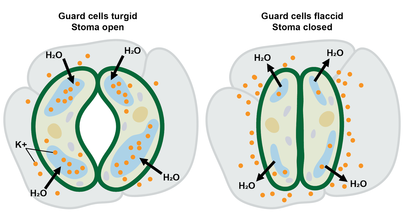 <p>How does the stomata pore close? Right side. </p>