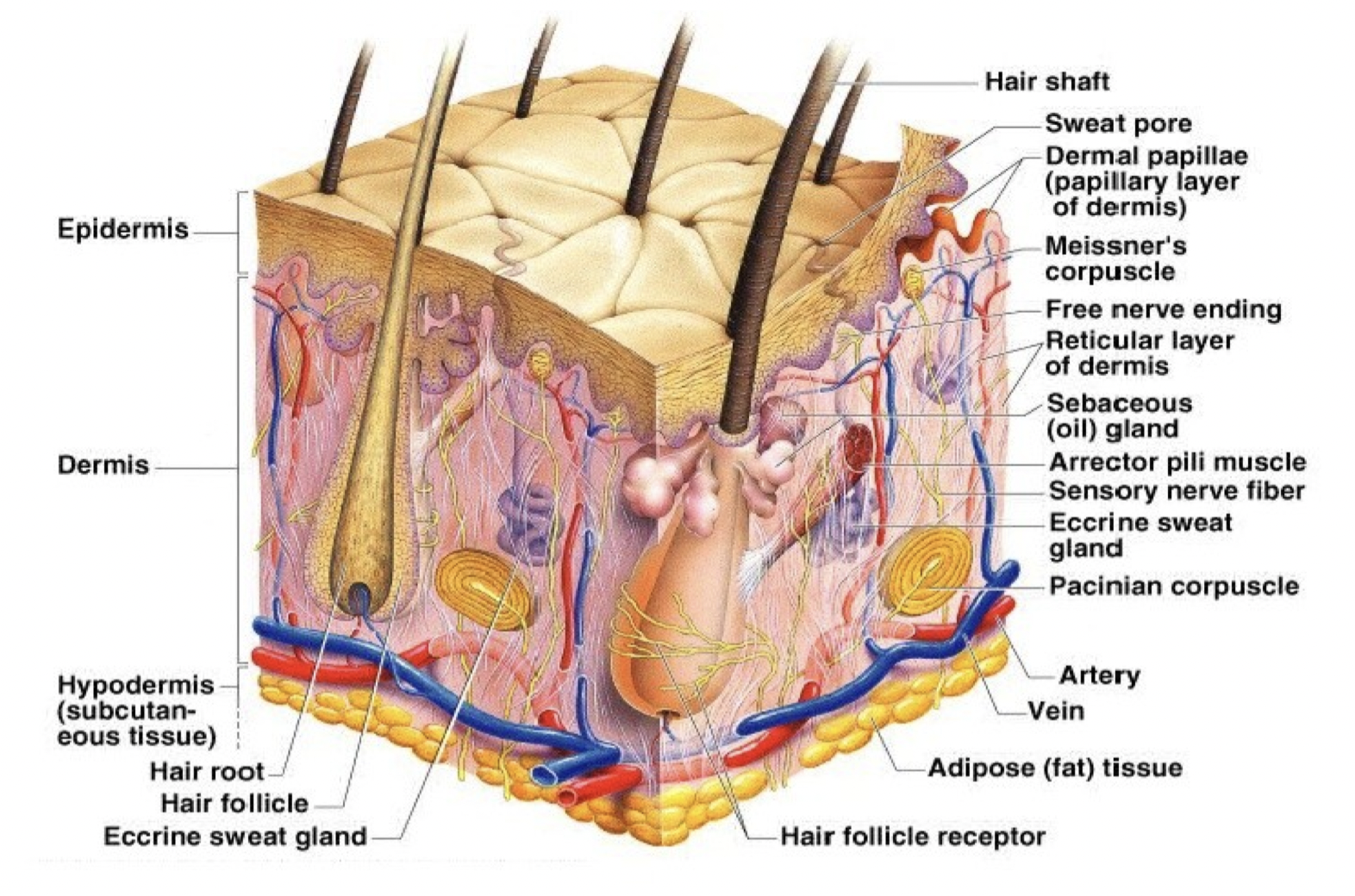 term image
