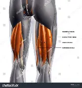 <p>semitendinosus, semimembranosus, biceps femoris </p>