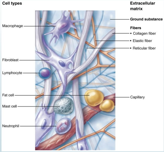 <p>Reticular fiber</p>