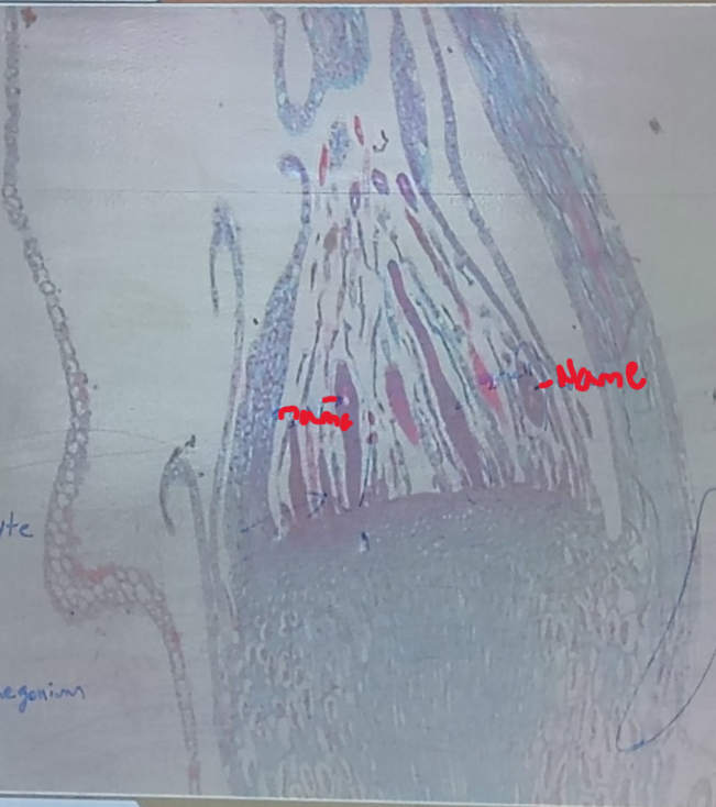 <ol><li><p>Name it </p></li></ol><p></p>