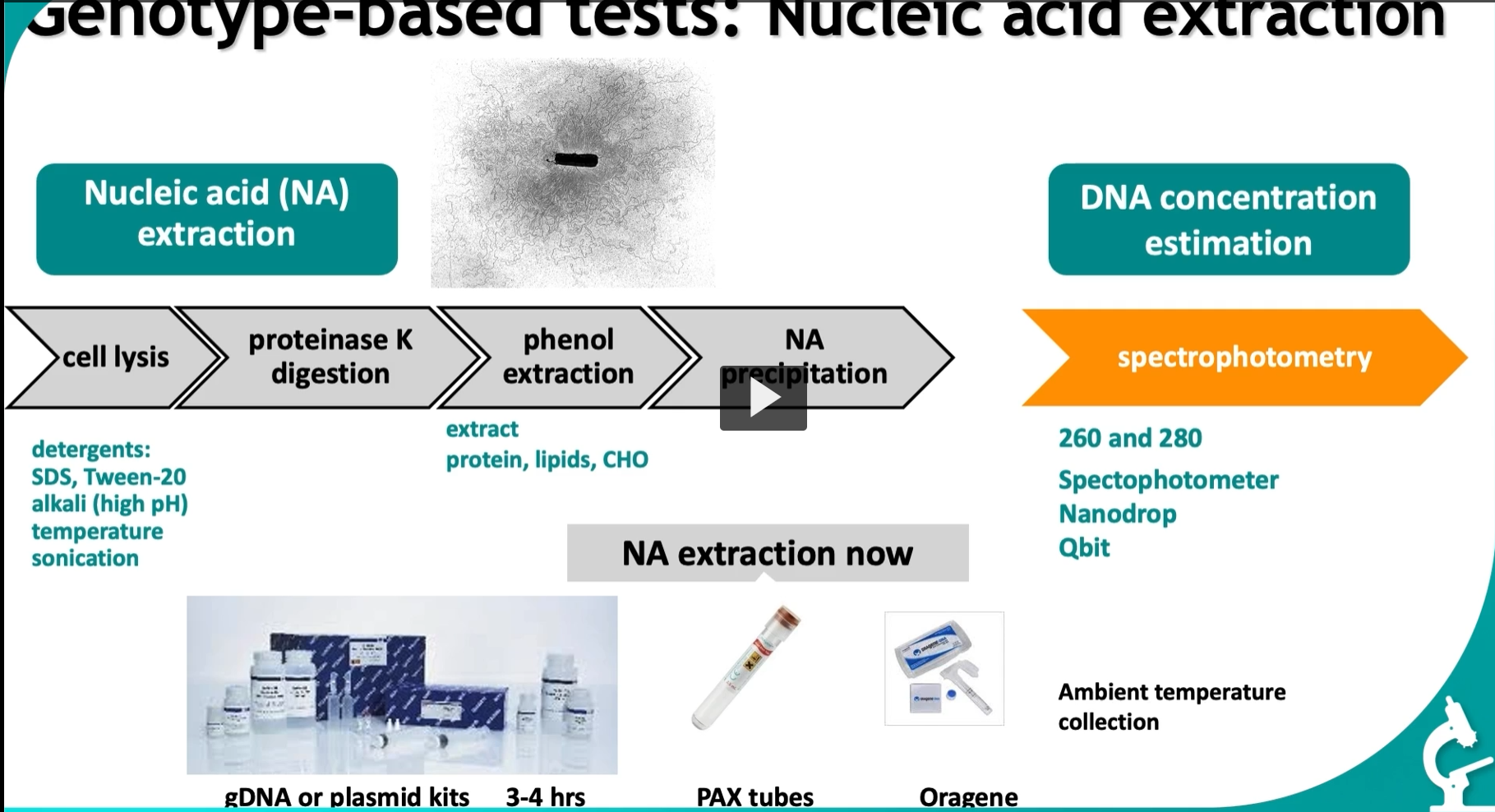 <p>we <strong>extract nucleic acids (DNA/RNA)</strong> from cells and then <strong>measure how much we got</strong>.</p><p>Think of it as: <strong>“Break cells → isolate DNA → measure DNA quality &amp; quantity.</strong></p><p>1: Nucleic Acid Extraction (left side) </p><p>1. <strong>Cell lysis</strong> = breaking open the cell </p><p>Goal: <strong>release DNA from inside the cell</strong></p><p>Methods listed:</p><ul><li><p><strong>Detergents (SDS, Tween-20)</strong> → dissolve cell membrane (lipids)</p></li><li><p><strong>Alkali (high pH)</strong> → destabilizes membranes and proteins</p></li><li><p><strong>Temperature</strong> → helps break structures</p></li><li><p><strong>Sonication</strong> → sound waves physically disrupt cells</p></li></ul><p> Concept: You’re destroying the “container” (cell membrane + nucleus) to access DNA.</p><p>2. <strong>Proteinase K digestion</strong> </p><p>Goal: <strong>remove proteins</strong></p><ul><li><p>Proteinase K is an enzyme that <strong>digests proteins </strong>(to remove them)</p></li><li><p>It removes:</p><ul><li><p>histones (DNA-binding proteins)</p></li><li><p>enzymes that could degrade DNA</p></li></ul></li></ul><p> Concept: DNA is “wrapped in protein”—you must remove proteins to purify it.</p><p>3. <strong>Phenol extraction</strong>: <strong>separate DNA from other biomolecules</strong></p><ul><li><p>Phenol separates:</p><ul><li><p><strong>Proteins → organic layer</strong></p></li><li><p><strong>DNA → aqueous layer</strong></p></li></ul></li></ul><p>Slide note:</p><ul><li><p>“extract protein, lipids, CHO (carbohydrates)”</p></li></ul><p> → Concept: This is a <strong>chemical separation step</strong>—like oil and water layers.</p><p>4. <strong>Nucleic Acid (NA) precipitation</strong>: <strong>pull DNA out of solution</strong></p><ul><li><p>Add alcohol (ethanol/isopropanol) → DNA becomes <strong>insoluble</strong></p></li><li><p>DNA forms a visible pellet</p></li></ul><p>→ Concept: Turning dissolved DNA into a <strong>solid you can collect</strong></p><ol start="5"><li><p>Collected by centrifugation</p></li><li><p>the purity and concentration of DNA is assessed by spectrophotometry with absorbance ratios between 1.8 and 2.0 indicating HIGH PURITY. </p></li></ol><p><u>Part 2: DNA Concentration Estimation (right side) </u></p><p><strong>After extraction</strong> → you must check:</p><ol><li><p><strong>How much DNA?</strong></p></li><li><p><strong>How pure is it?</strong></p></li></ol><div data-type="horizontalRule"><hr></div><p> <strong>Spectrophotometry</strong> </p><p>Measures how much light DNA absorbs.</p><p> Key wavelengths: </p><ul><li><p><strong>260 nm</strong> → DNA absorbs here</p></li><li><p><strong>280 nm</strong> → proteins absorb here</p></li></ul><p>Ratio (important!):</p><ul><li><p><strong>260/280 ≈ 1.8 → pure DNA</strong></p></li><li><p>Lower → protein contamination</p></li></ul><p></p>