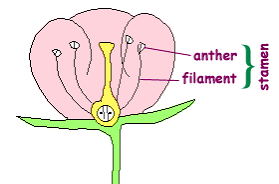 <ul><li><p>supports anther </p></li><li><p></p></li></ul><p></p>