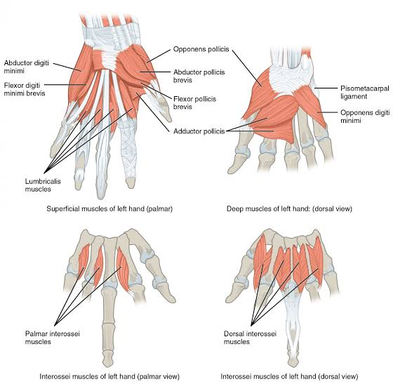 <ul><li><p>short, unipennate intrinsic hand muscles that lie on the palmar surface and occupy the spaces between metacarpal bones</p></li><li><p>consist of 4 muscles that attach to the 1st, 2nd, 4th, and 5th finger</p></li><li><p>strong adductors of the fingers</p></li><li><p>greatly contribute to flexion and extension of fingers 2, 4, and 5</p></li></ul><p></p><p>origin → ulnar side of metacarpal bone 2, radial side of metacarpal bones 4 and 5</p><p>insertion → 1: ulnar base of proximal phalanx/extensor expansion of digit 2</p><p>→ 2&amp;3: radial base of proximal phalanges/extensor expansions of digits 4&amp;5</p><p>action → finger adduction and flexion at metacarpophalangeal joints 2, 4, 5 and finger extension at interphalangeal joints 2, 4, 5</p><p>→ mnemonic: <em>&nbsp;</em><strong>PAD</strong><span> </span><strong>DAB</strong><span> ('Use your hand to dab with a pad') - </span><strong>P</strong><span>almar interossei </span><strong>AD</strong><span>duct, </span><strong>D</strong><span>orsal interossei </span><strong>AB</strong><span>duct</span></p><p>innervation → deep branch of ulnar nerve (C8-T1)</p><p>blood supply → deep palmar arch, princeps pollicis artery, radialis indicis artery, palmar metacarpal arteries, proximal and distal perforating arteries, common and proper palmar arteries</p>