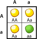 <p>Alternative form of a gene.</p>