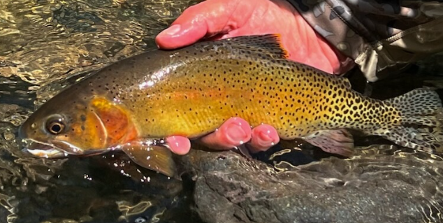 <p>Oncorhynchus clarkii pleuriticus</p><p>native</p><p>olive green - brown on backside with golden-orange-red on sides, dark black spots that are larger than others, largest spots concentrated toward the tail</p>