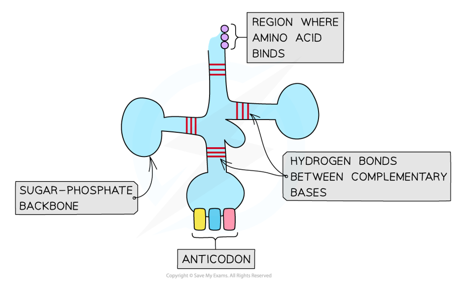 <ul><li><p>Single-stranded RNA molecule made of ribonucleotides, containing: ribose sugar, phosphate group &amp; one nitrogenous base (A, U, C, or G)</p></li></ul><ul><li><p>Folded into clover-leaf shape due to hydrogen bonding between complementary bases</p></li><li><p>One end has an anticodon (triplet of bases complementary to an mRNA codon)</p></li><li><p>The opposite end has an amino acid binding site (where a specific amino acid binds)</p></li></ul><p></p>