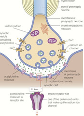 <p>Presynaptic neuron:</p><p>-ends in synaptic knob</p><p>-has pre-synaptic membrane</p><p>has mitochondria, ER and vesicles containing neurotransmitter</p><p>synaptic cleft (gap between neurons)</p><p>Postsynaptic neuron: </p><p>-has complementary receptors to neurotransmitter</p><p>-has post-synaptic membrane</p>