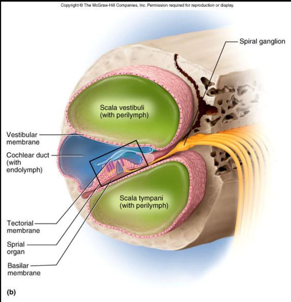 <p>separates the cochlear duct from the scala tympani</p>