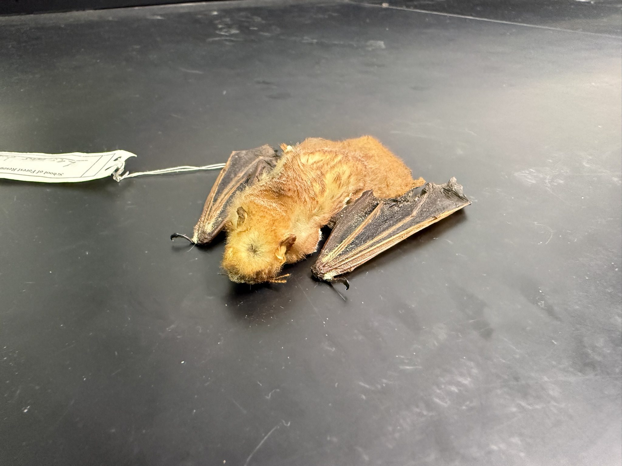 <p>What is the name and taxonomy of the species?</p>