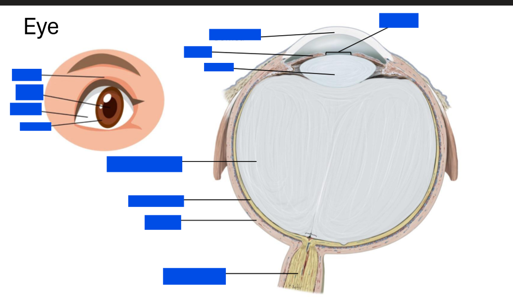 <p>Label the eye</p>