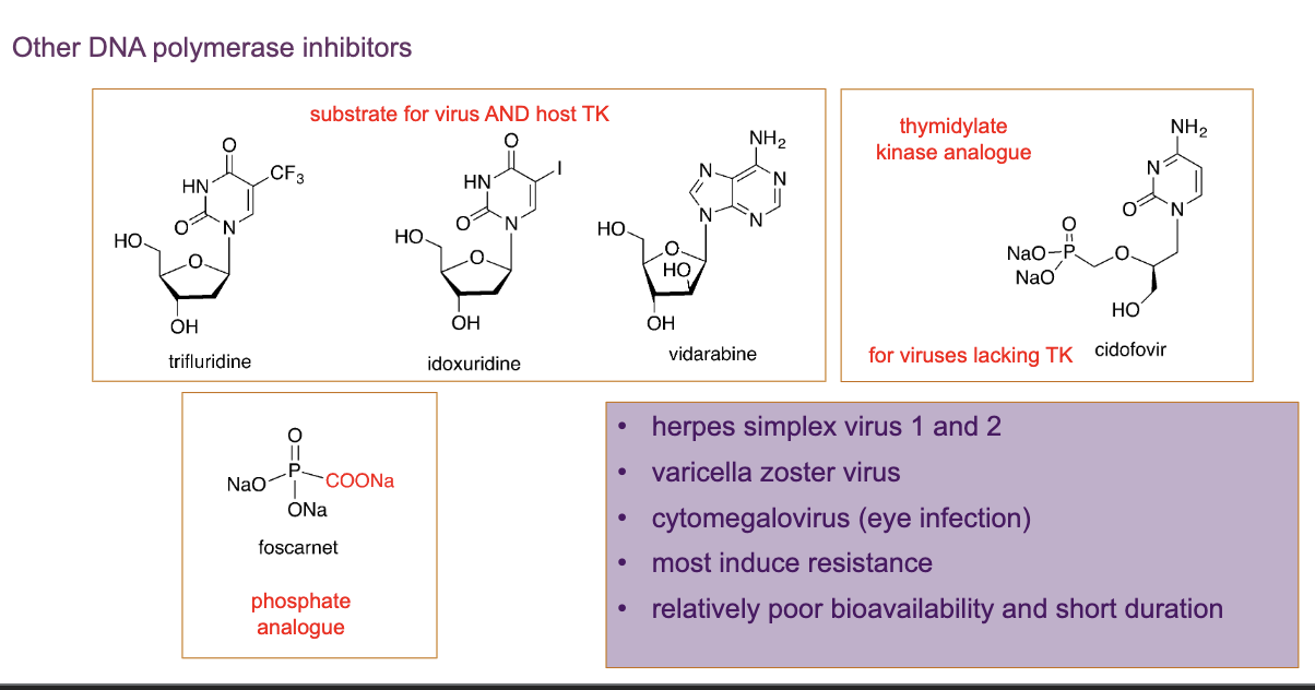 <ul><li><p>contain the OH group, unlike aciclovir</p></li><li><p>they have the OH group that is needed for growing the chain</p></li><li><p>however, the structures alter pairing of complementary bases → more prone to damage and errors</p></li><li><p>they are substrates for the virus and host thymidylate/thymidine kinase → high possibility of toxicity to host enzyme →  the DNA that is synthesised by the host gets affected </p></li><li><p>some viruses don’t produce thymidine kinase → use an analogue of the next step, thymidylate kinase analogue </p></li></ul><p>foscarnet → phosphate analogue that prevents the attachment of phosphates on thre molecule. however it can’t distinguish between the viral enzyme and host enzyme </p><p></p>