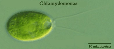 <p>Fill in the blanks: Chlamydomonas green algae is (a: motile / immotile) and (b: unicellular / multicellular / colonial).</p>