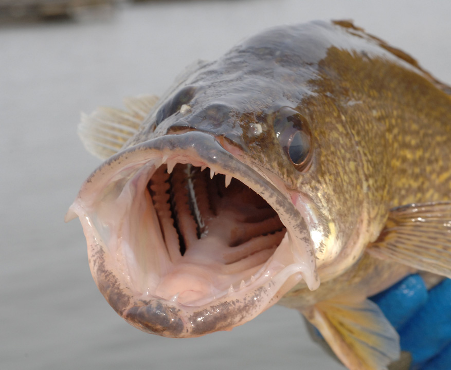 <p>Percidae</p><p>Sander vitreus (walleye)</p>