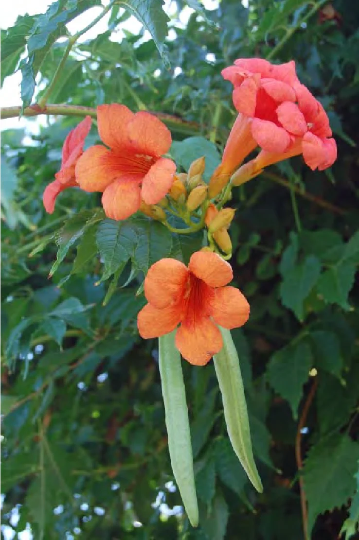 <p>A Trumpet Creeper Vine (opposite (branch) and pinnately compound (picture) leaves-7 to 11 leaflets, rootlets that are spaced out, ellongated fruit pods, and bright orange trumpet shaped flowers) </p>