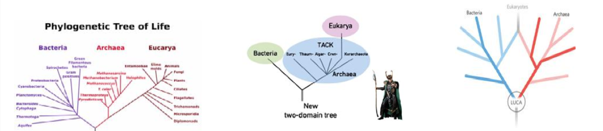 <p>archaea & evolution of the molecular tree of life</p>