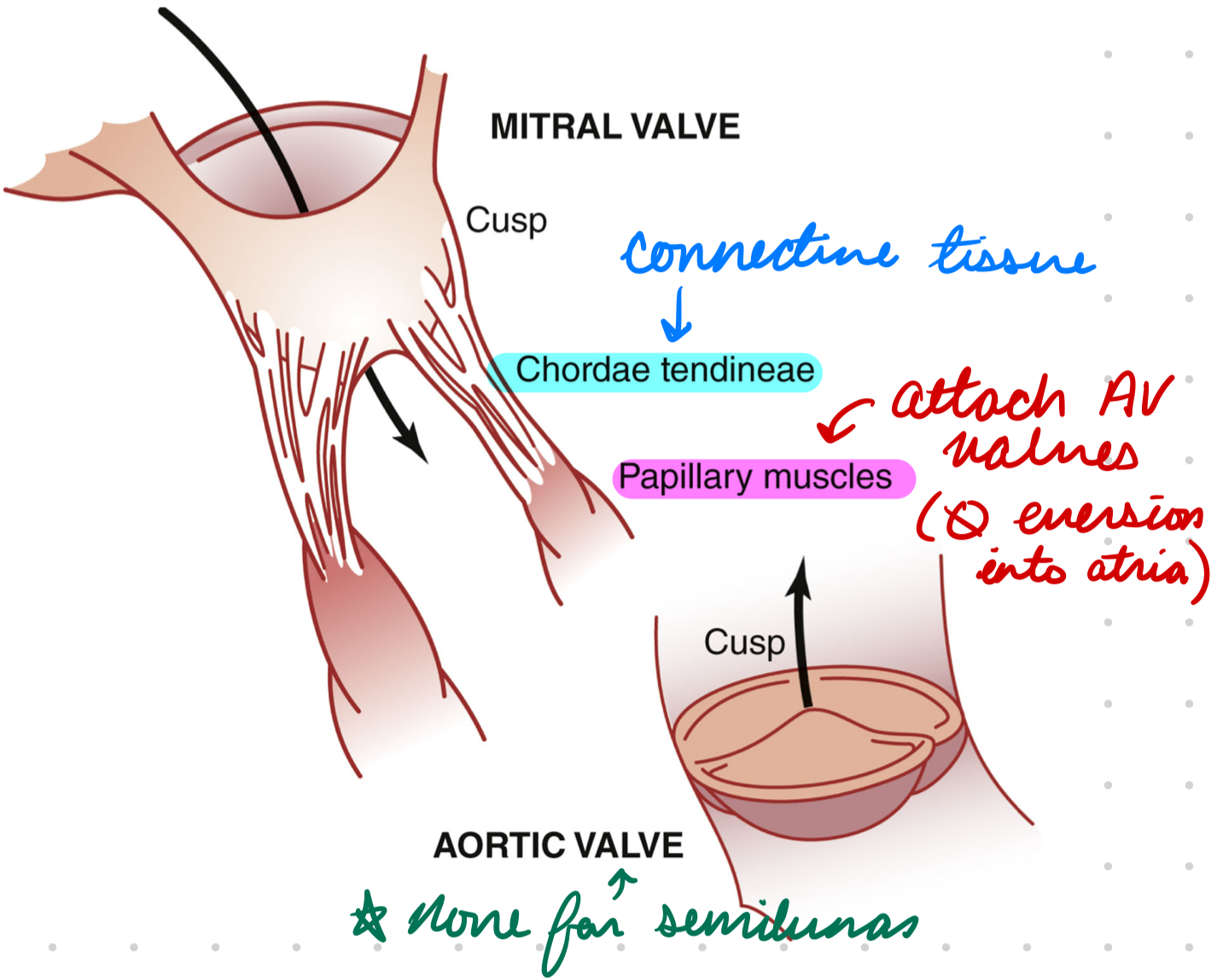 <p>Attach to AV valves by chordae tendineae</p><ul><li><p>Pull and align valves</p></li><li><p>Prevent eversion during systole</p></li></ul><p>Contract with ventricles</p>