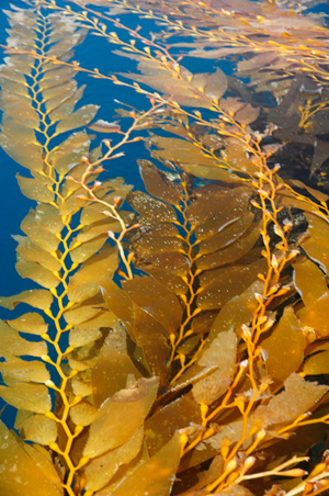 <p>Brown or olive colored multicellular stramenopile referred to as seaweed found in temperature coasts.</p><p>Include tallus, holdfast, stipe, and blades (complex structure)</p>