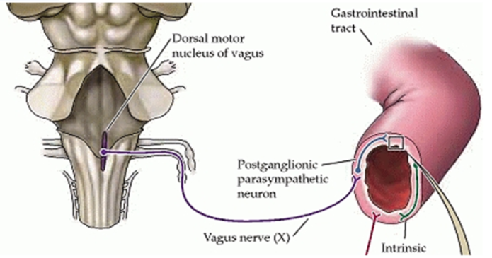 <p>Division of the autonomic nervous system. It embeds in the wall of the digestive tract. </p>