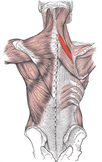 <p>Where does the Rhomboid Minor insert?</p>