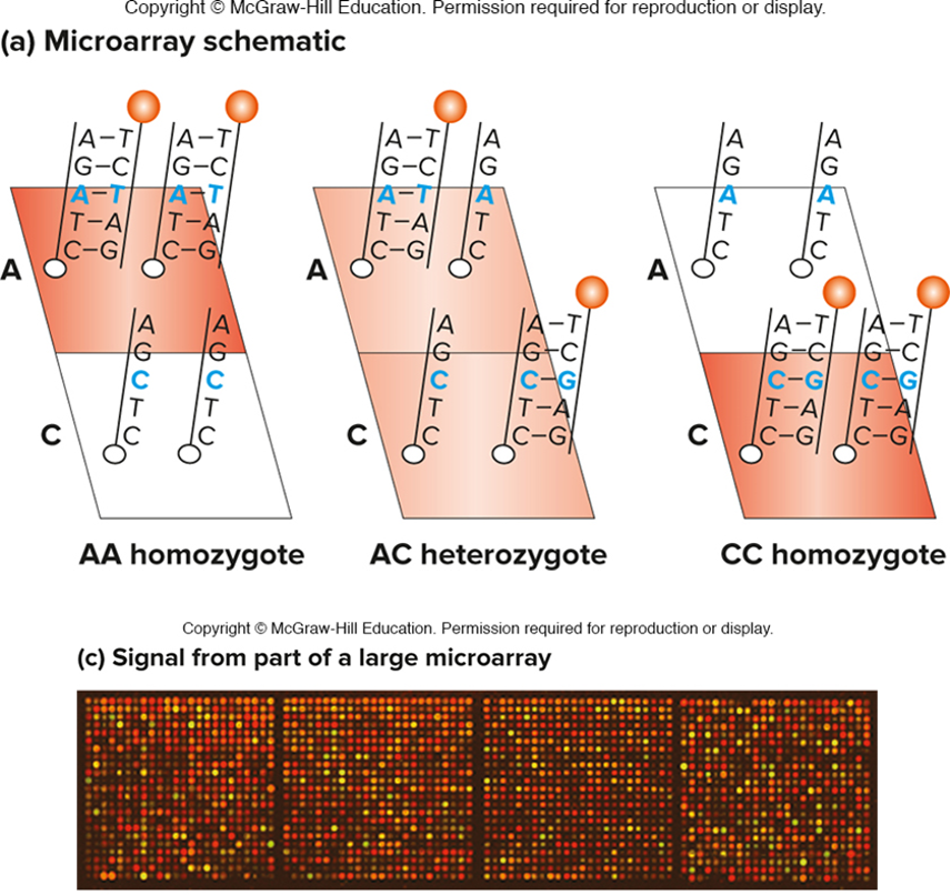 <p>*up to 4 million loci can be genotyped simultaneously"*</p>