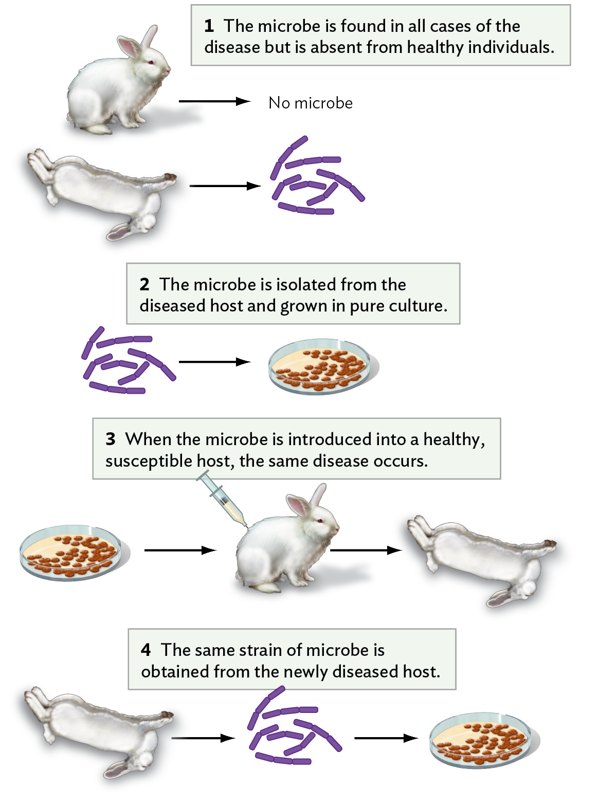 <p>how to link a pathogen to a disease </p>