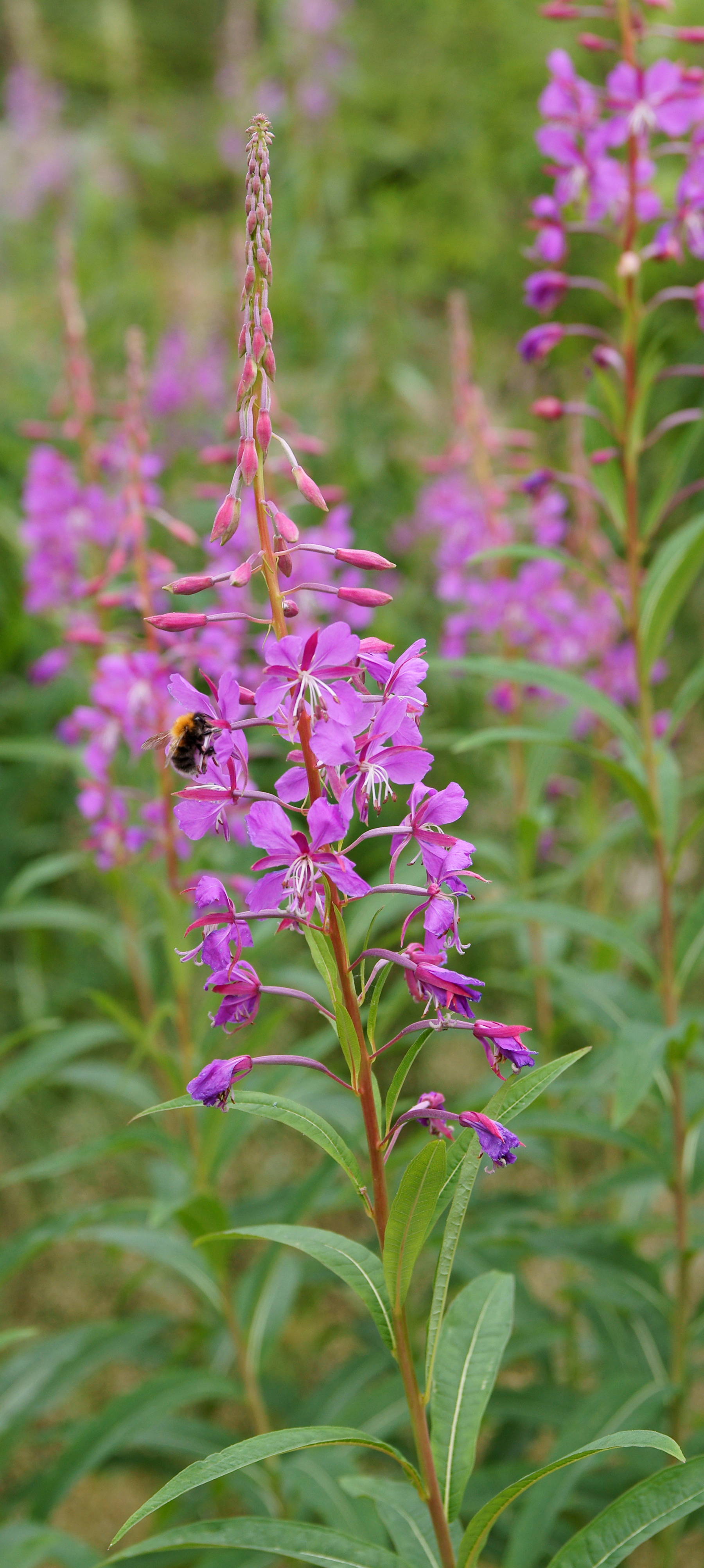 <p>Alternate lance-shaped leaves, distinctly veined below. Rose to purple flowers. </p>