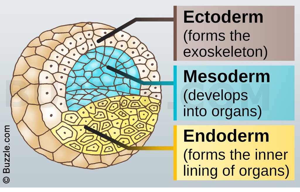 <p>Layers of similar dividing cells (analogous to plant meristematic cells)</p><p>Produces a characteristic subset of structures/organs in the adult animal</p>