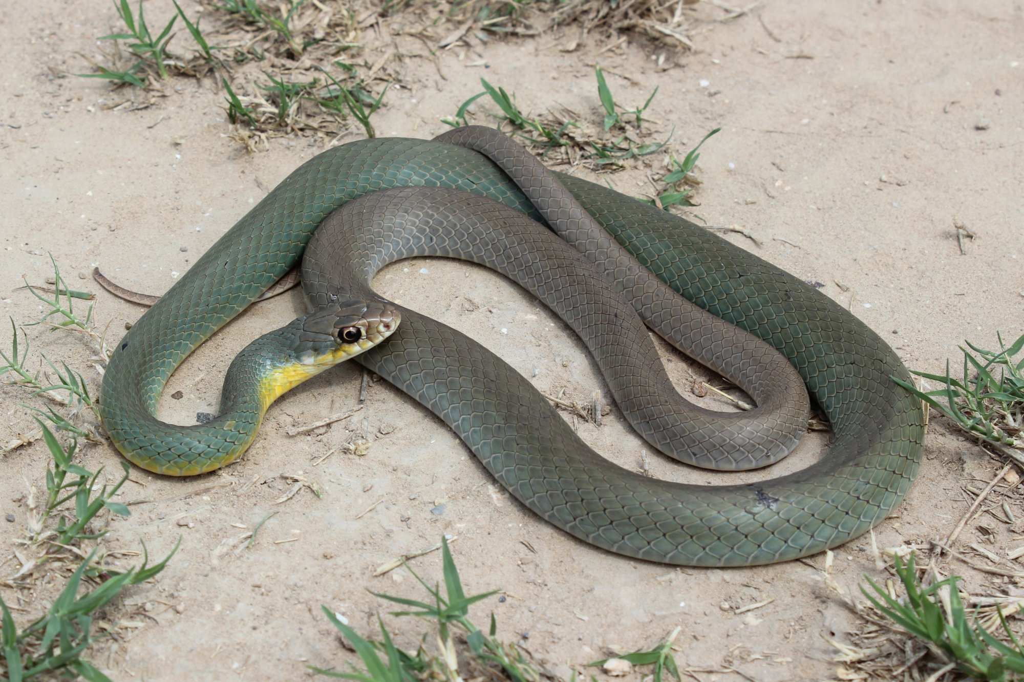 <p>Alethinophidia, Colubroidea, Colubridae<br>Coluber constricter<br>Eastern racer</p>