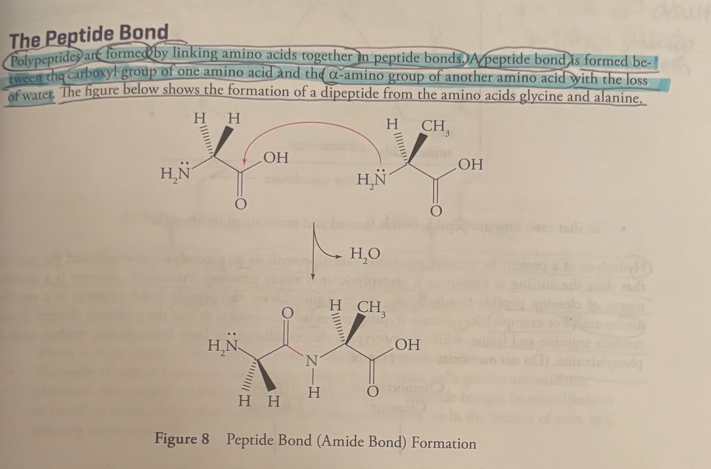 <p><u>The Peptide Bond</u></p><p>-A peptide bond is formed between the <strong>carboxyl group of one amino acid</strong> and the <strong>a-amino group of another amino acid </strong>with the <strong>loss of water</strong>. </p><p>The image shows the formation of a <strong>dipeptide </strong>the amino acids glycine and alanine. </p><p>A dipeptide is an organic molecule formed by two amino acids joined by a single peptide bond. </p><p>-a peptide bond is really an amide bond. </p><p>A peptide bond is called an amide bond because it is chemically an amide functional group. </p><p>An amide is a type of chemical compound and functional group containing a carbonyl group linked to a nitrogen atom. </p><p>In a polypeptide chain, the <strong>N-C-C-N-C-C pattern</strong> formed from the amino acids is known as the <strong>backbone</strong> of the polypeptide. </p><p>an <strong>individual amino acid</strong> is termed a <strong>residue </strong>when it is part of a polypeptide chain. </p><p>The <strong>amino terminus</strong> is the <strong>first end made during polypeptide synthesi</strong>s, and the <strong>carboxy terminus is made last</strong>. Hence, by convention, the <strong>amino-terminal residue is always written first. </strong></p>
