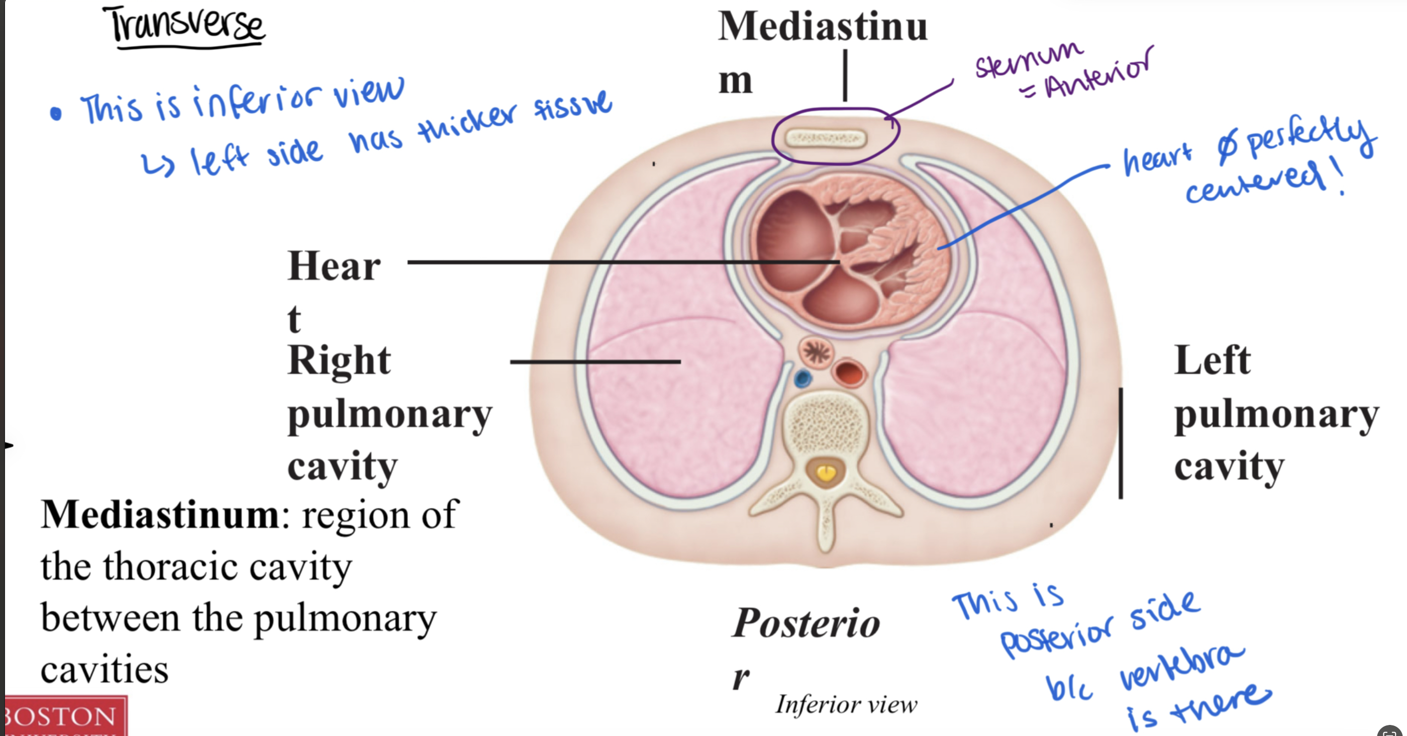 <p>explain this image</p>