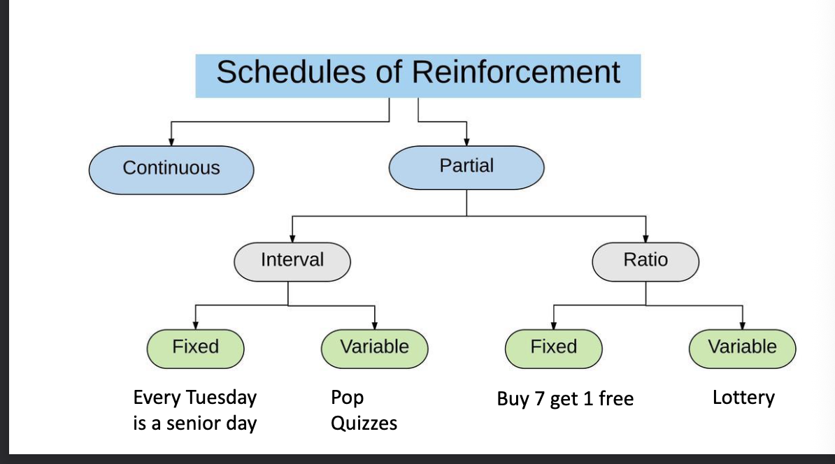 <p>What are the two types of schedules of reinforcement</p><ul><li><p>Continuous (buy one get one free) </p></li><li><p>Partial</p></li></ul><p></p>
