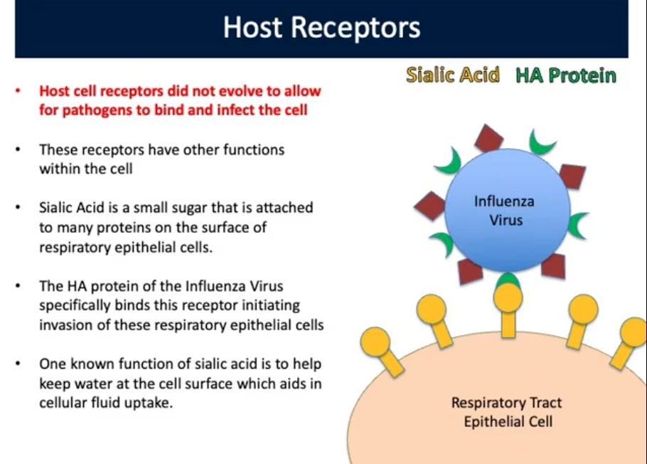 <p>Host Receptors (3rd Mechanism of Pathogenesis)</p>