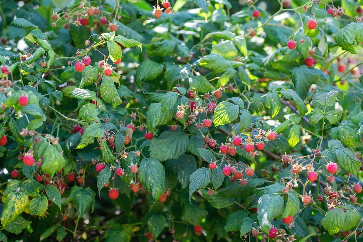 <ul><li><p>gehört zu Rosengewächsen</p></li><li><p>niedriger Strauch, 1-2 m hoch</p></li><li><p>zahlreiche, 1 mm lange Stachel</p></li><li><p>wächst auf Waldlichtungen, an Waldrändern und Wegen</p></li><li><p>Blüten sind Bienen- und Schmetterlingsweide</p></li><li><p>Laub wird zu mildem Humus</p></li><li><p>wächst gerne, nachdem Fichtenwald gestorben ist, weil Boden da sauer</p></li></ul><p></p>