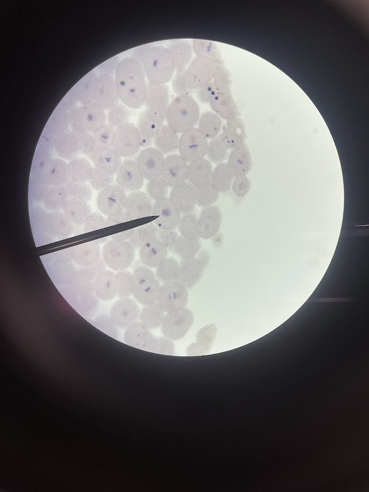 <p>stage of cell cycle</p>