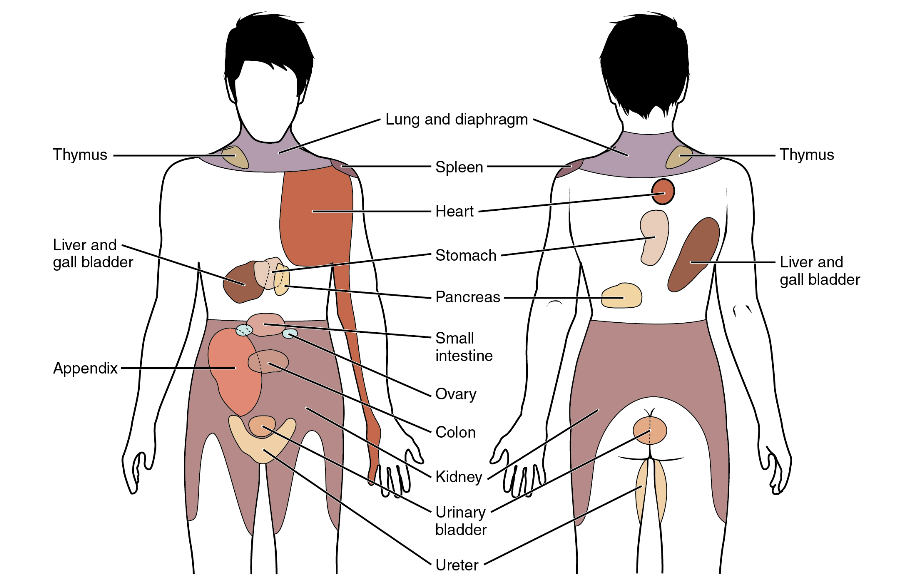 <p>Both <mark data-color="red" style="background-color: red; color: inherit;">somatic &amp; visceral pain</mark> share many neural pathways. <strong>Visceral pain</strong> is much less common and hence, the brain can often <mark data-color="green" style="background-color: green; color: inherit;">mistake</mark> visceral pain for the much more common, <strong>somatic pain</strong>.</p><p><strong><em><u>Referred pain</u></em></strong> = somatic pain perceived when stimulus is actually visceral.</p><ul><li><p>Lack of acuity in the brain mixes up perception of <mark data-color="red" style="background-color: red; color: inherit;">somatic &amp; visceral pain</mark></p></li></ul><p><em><u>Crucial for mapping the body, helping clinicians identify visceral pain before major damage occurs.</u></em></p><ul><li><p>e.g males experiencing <strong>shoulder pain</strong>, may actually have <strong>visceral heart pain</strong></p></li><li><p>Diagram: map of somatic pain that correlates to visceral pain</p></li></ul><p></p>